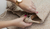Banner de NICOLINI