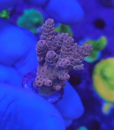 Acropora - comprar online