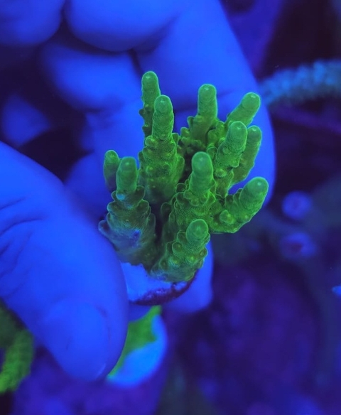 Acropora - comprar online