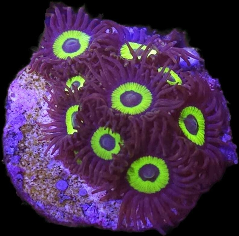 Zoas Hulk Eye
