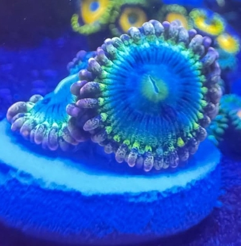 Zoas Rainbow Rino - comprar online