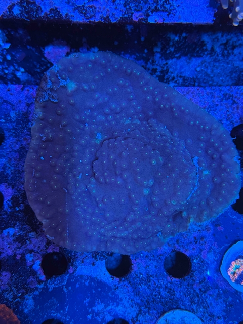 Turbinaria Reniformis