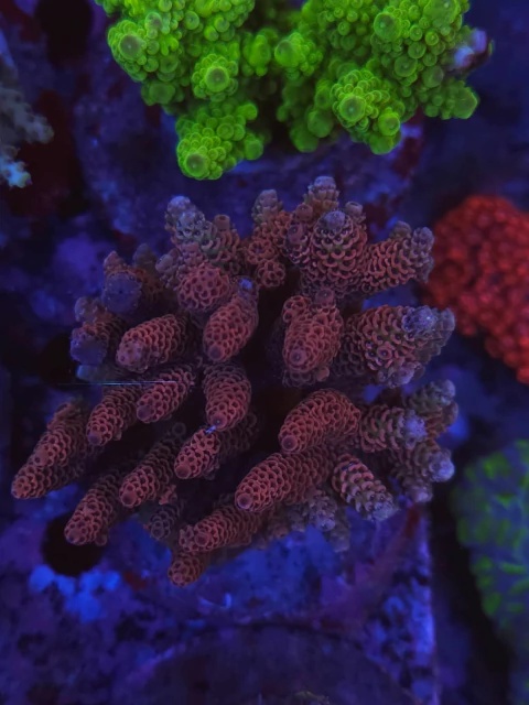 Acropora Millepora - comprar online