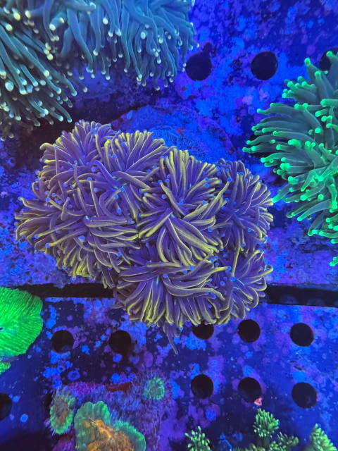 Euphyllia Torch NY Knicks - comprar online