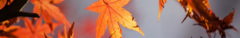 Banner de la categoría Otoño/Invierno: