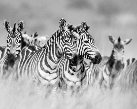 ZEBRAS #3