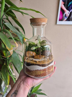 Terrário Dunas - comprar online