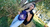 Carrusel 4