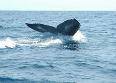 Banner da categoria Porta Máquina Fotográfica