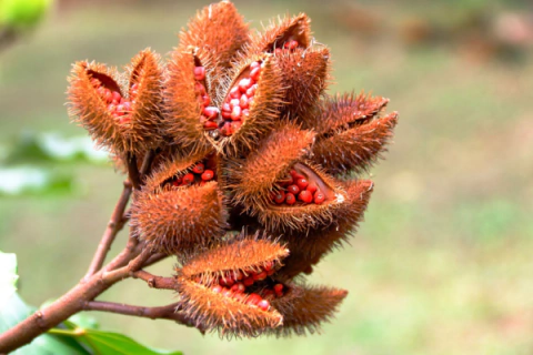 Más que un bronceador, un multiuso natural