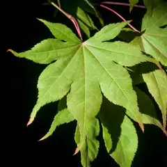 hoja de acer palmatum verde