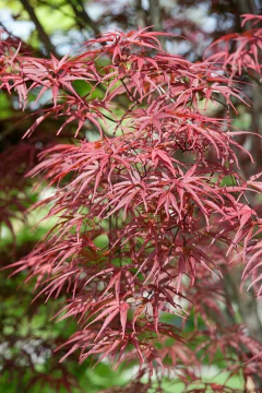Arce Japonés – Colección Acer palmatum (variedades) - tienda online
