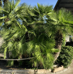 Palmera compacta Chamaerops Humilis con hojas verdes y frondosas en un entorno exterior.