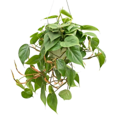cordatum
