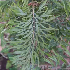 Detalle de hojas largas y finas de Grevillea Robusta en un jardín exterior