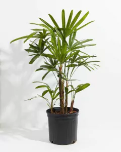 Planta Palmera Raphis en maceta negra, con hojas verdes y brillantes, ideal para interiores.