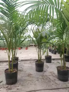 Palmera Seafortia en macetas negras en un vivero, con hojas verdes brillantes y un entorno natural.