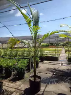 Palmera Seafortia en vivero, con hojas verdes brillantes y fondo de plantas en macetas.