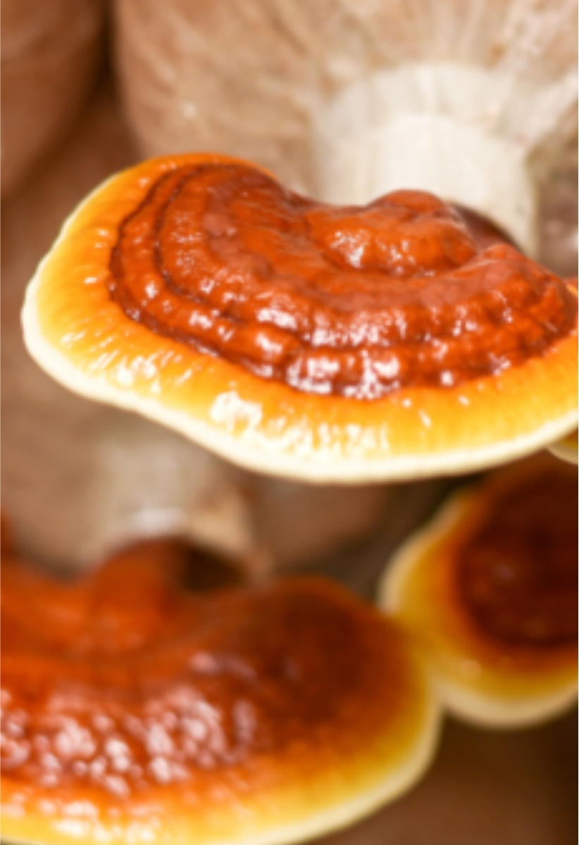 Banner rotativo 1