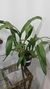 Brassidium Tigerlily - comprar online