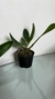 Blc. Gisele Bundchen - comprar online