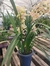Cymbidium Joan Taylor - comprar online