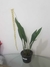 Dencrochilum Cobbianum - comprar online