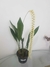 Dencrochilum Cobbianum na internet