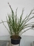 Isochilus Linearis