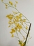 Oncidium Klotzschianum - comprar online