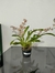 Oncidium Twinkle Carijó - comprar online