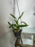 Oncidium Varicosum Baldin - comprar online