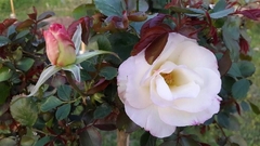 Imagen de Charles Aznavour