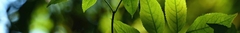 Banner da categoria Aromaterapia