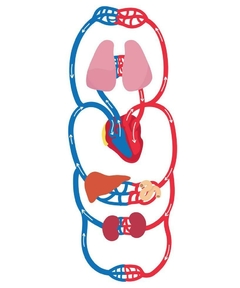 Banner de la categoría SISTEMA CIRCULATORIO