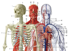Banner de la categoría SISTEMA OSEO MUSCULAR