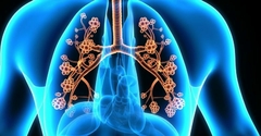 Banner de la categoría SISTEMA RESPIRATORIO