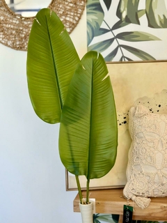 Hoja de Strelitzia - comprar online