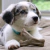 Mordedor Para Cães Benebone Wishbone Puppy Bacon - Pequeno - Meu Pet é Raro