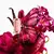 La Bomba Carolina Herrera Eau de Parfum - Perfume Feminino - Alma Perfumes