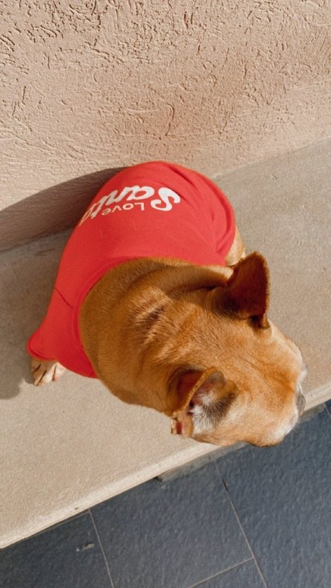 Remera para perros Santa Navidad