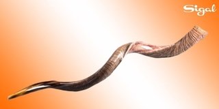 Shofar de Antílope/Yemenita de 114 a 122 cm SUPER JUMBO - comprar online