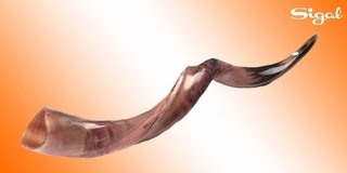 Shofar de Antílope/Yemenita de 122 a 127 cm EXTRA SUPER JUMBO - comprar online