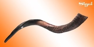 Shofar de Antílope/Yemenita de 70 a 79 cm M - comprar online