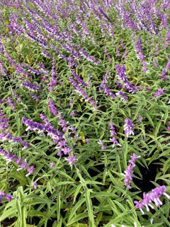SALVIA LEUCANTHA - comprar online