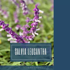 SALVIA LEUCANTHA