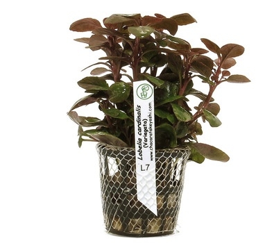 Planta Natural Lobelia Cardinalis (Variegata) - Chácara Takeyoshi Planta Natural Lobelia Cardinalis (Variegata) - Chácara Takeyoshi