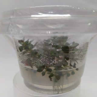 Planta Natural Ludwigia Super Mini Red - Aquaplante Planta Natural Ludwigia Super Mini Red - Aquaplante