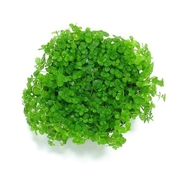 Planta Natural Micranthemum sp. (Monte Carlo) - Chácara Takeyoshi Planta Natural Micranthemum sp. (Monte Carlo) - Chácara Takeyoshi