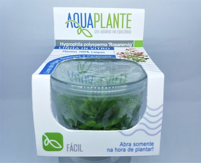 Planta Natural Hygrophila Polysperma Rosanervig - Aquaplante Planta Natural Hygrophila Polysperma Rosanervig - Aquaplante